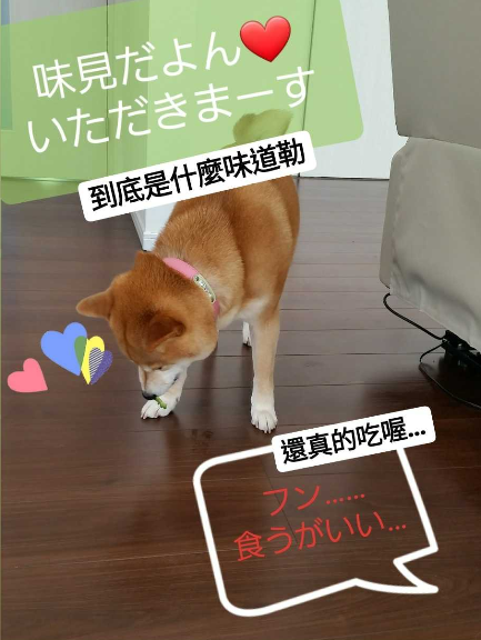曬「苦瓜乾」被貪吃柴發現　牠開心試吃「下秒瞬間變臉」：是誰要害我！