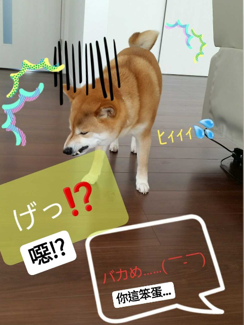 曬「苦瓜乾」被貪吃柴發現　牠開心試吃「下秒瞬間變臉」：是誰要害我！