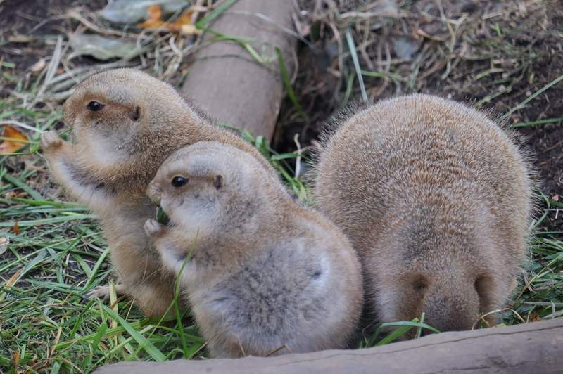 逛動物園見「圓滾滾生物」你的脖子呢？網越看越眼熟：是小雞饅頭吧！