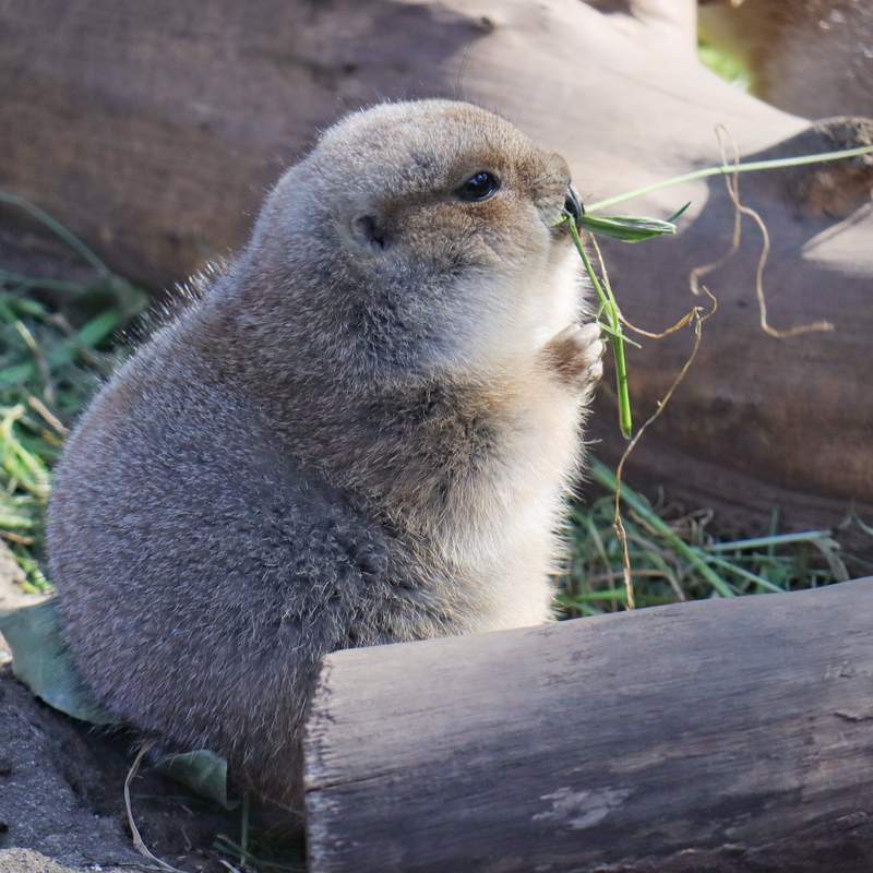 逛動物園見「圓滾滾生物」你的脖子呢？網越看越眼熟：是小雞饅頭吧！