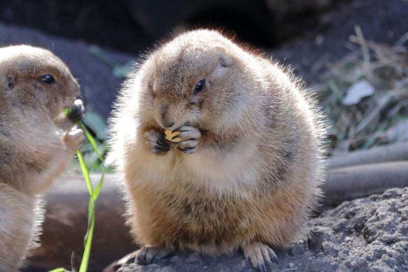 逛動物園見「圓滾滾生物」你的脖子呢？網越看越眼熟：是小雞饅頭吧！