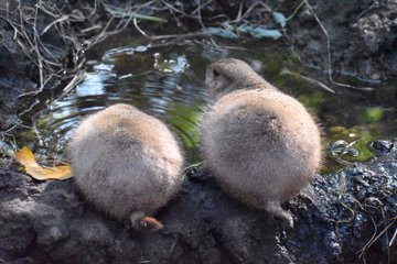 逛動物園見「圓滾滾生物」你的脖子呢？網越看越眼熟：是小雞饅頭吧！