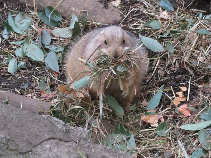 逛動物園見「圓滾滾生物」你的脖子呢？網越看越眼熟：是小雞饅頭吧！