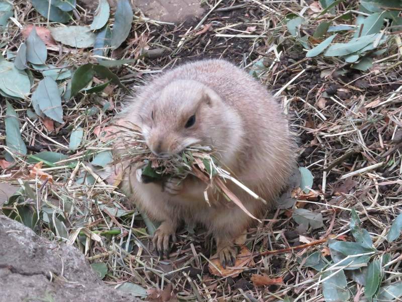 逛動物園見「圓滾滾生物」你的脖子呢？網越看越眼熟：是小雞饅頭吧！