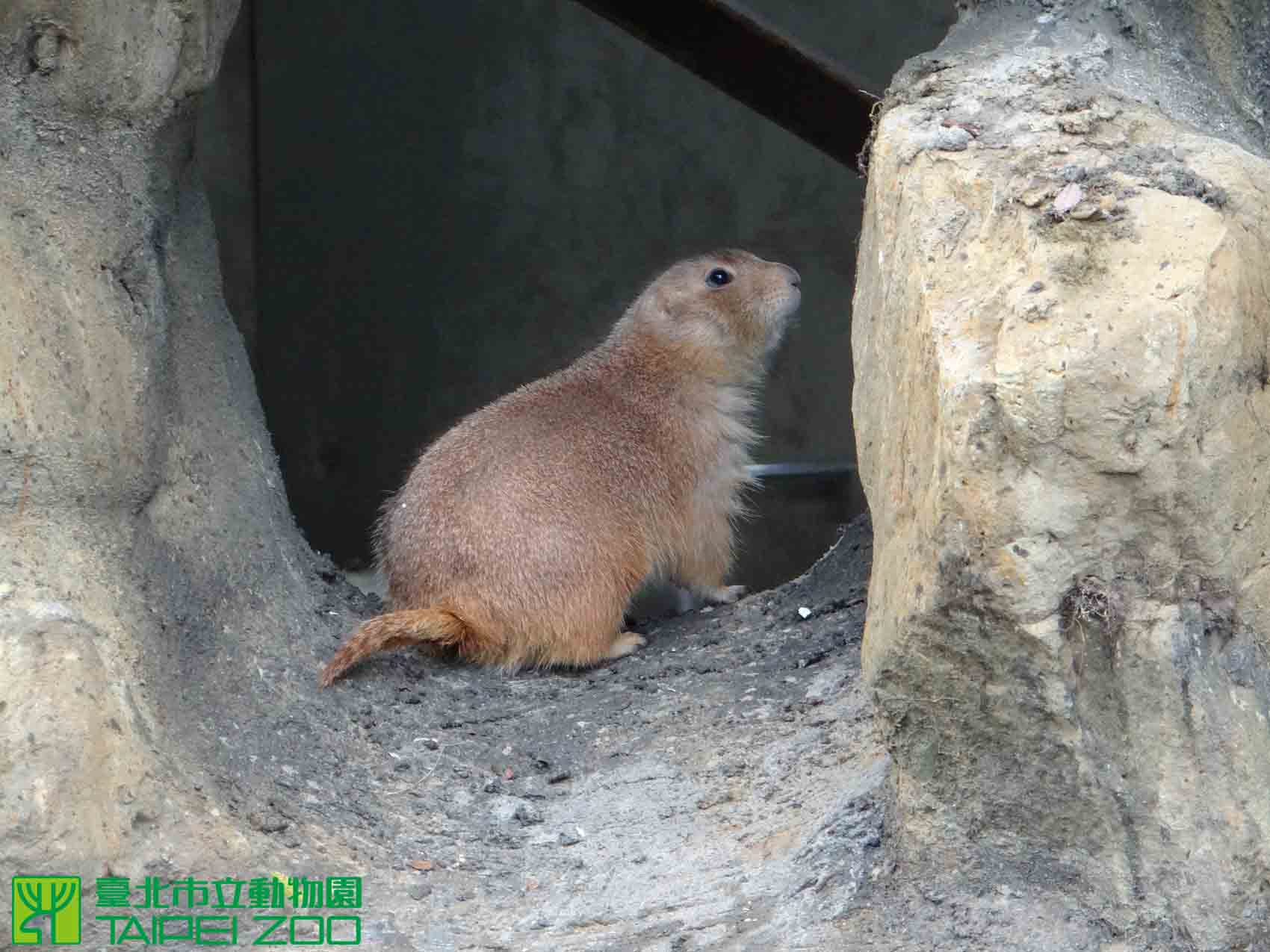 逛動物園見「圓滾滾生物」你的脖子呢？網越看越眼熟：是小雞饅頭吧！