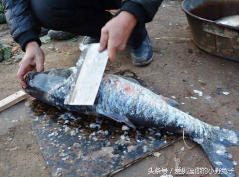 刮魚鱗只需一個塑料袋！刮魚鱗不飛濺不髒手，而且省時省力又潔凈！