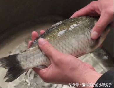 刮魚鱗只需一個塑料袋！刮魚鱗不飛濺不髒手，而且省時省力又潔凈！