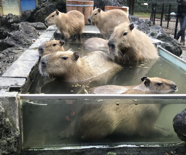 水豚樂泡「個人湯」一隻一桶　網見旁邊那位「SIZE超不合」笑翻：裡面還有水嗎
