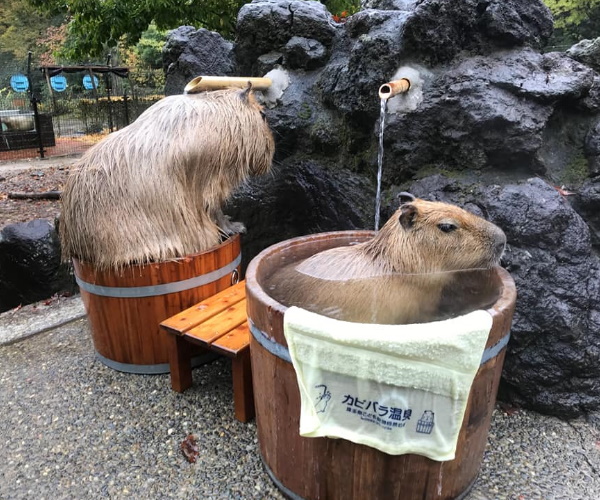 水豚樂泡「個人湯」一隻一桶　網見旁邊那位「SIZE超不合」笑翻：裡面還有水嗎