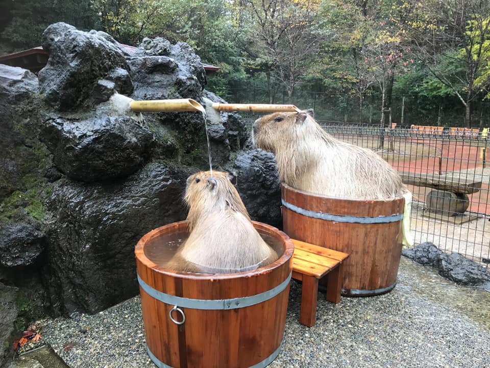 水豚樂泡「個人湯」一隻一桶　網見旁邊那位「SIZE超不合」笑翻：裡面還有水嗎