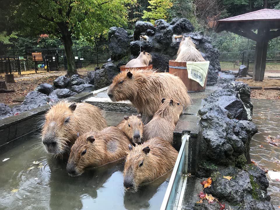 水豚樂泡「個人湯」一隻一桶　網見旁邊那位「SIZE超不合」笑翻：裡面還有水嗎