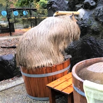 水豚樂泡「個人湯」一隻一桶　網見旁邊那位「SIZE超不合」笑翻：裡面還有水嗎