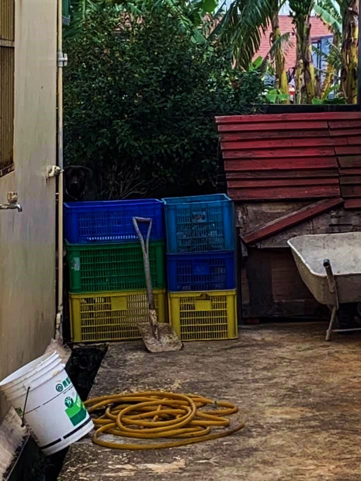 家人傳照片...重點是在哪？看半天才驚見「愛犬完美隱身」：保護色也太強大～