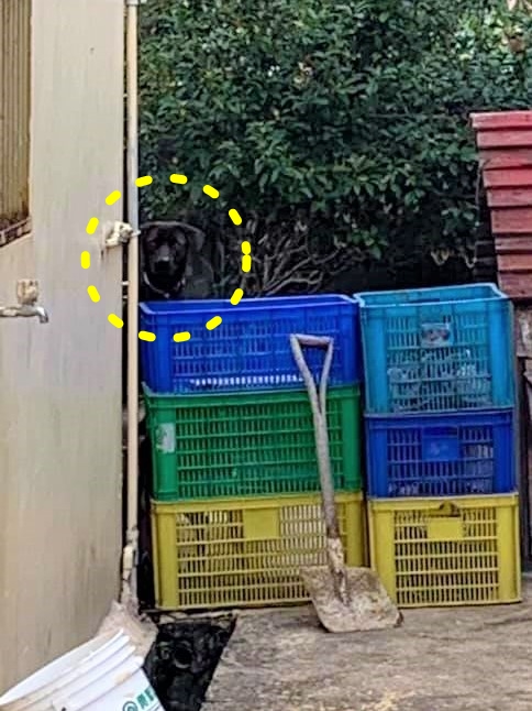 家人傳照片...重點是在哪？看半天才驚見「愛犬完美隱身」：保護色也太強大～