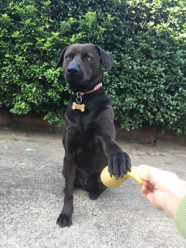 家人傳照片...重點是在哪？看半天才驚見「愛犬完美隱身」：保護色也太強大～