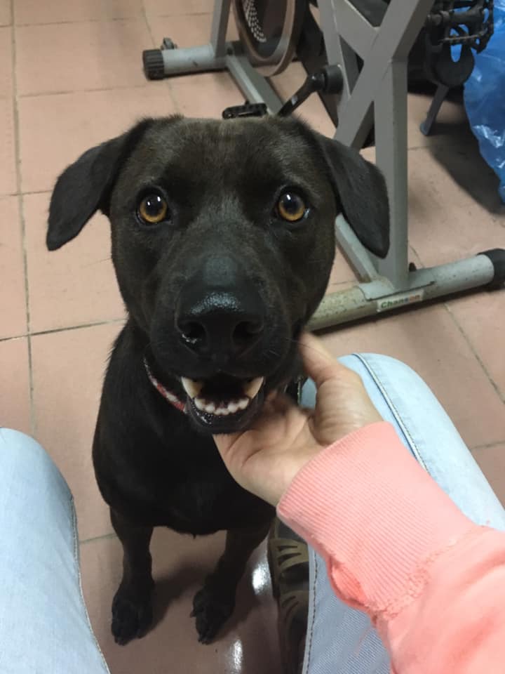 家人傳照片...重點是在哪？看半天才驚見「愛犬完美隱身」：保護色也太強大～