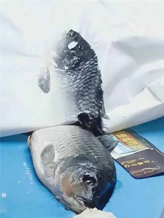   腦洞大開！幼稚園老師讓小朋友「畫魚」，阿公買活魚直接印上    網讃：大師級作品