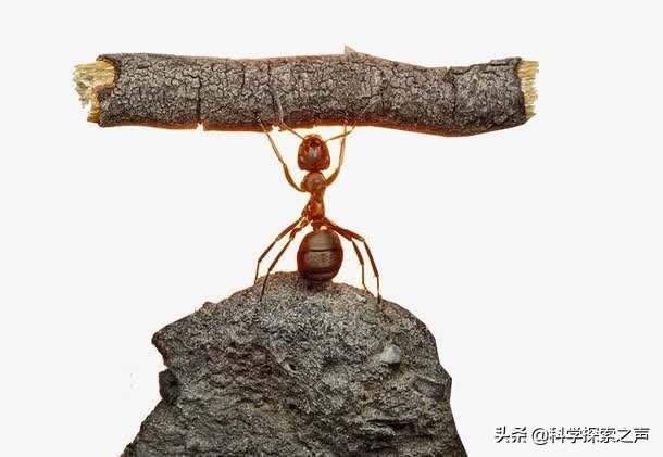 為什麼給螞蟻畫個圈，就能讓牠永遠走不出來？動物學家說出答案：看完笑到肚子疼