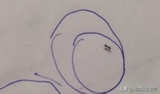 為什麼給螞蟻畫個圈，就能讓牠永遠走不出來？動物學家說出答案：看完笑到肚子疼