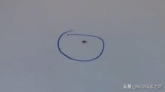 為什麼給螞蟻畫個圈，就能讓牠永遠走不出來？動物學家說出答案：看完笑到肚子疼
