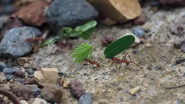 為什麼給螞蟻畫個圈，就能讓牠永遠走不出來？動物學家說出答案：看完笑到肚子疼