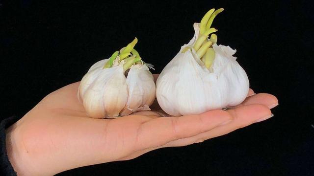原來保存大蒜這麼簡單！放一年都不會乾癟發芽，太厲害了