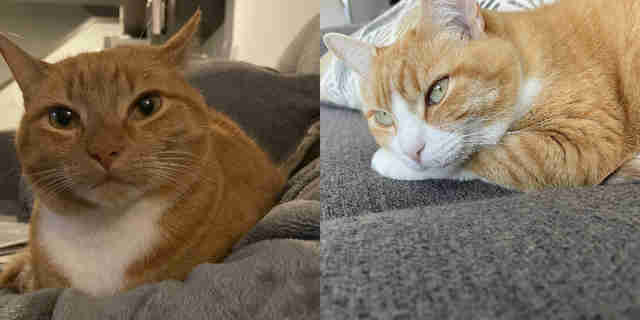 不丟捧花改丟「貓」！貓奴新娘「往後拋出」全場嗨翻：接到的人就要養喔～