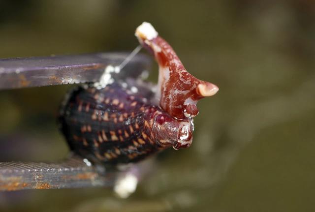 逃過一劫！魚缸驚現「陌生蝸牛」，男子上網一查    嚇出一身冷汗：幸虧沒動手