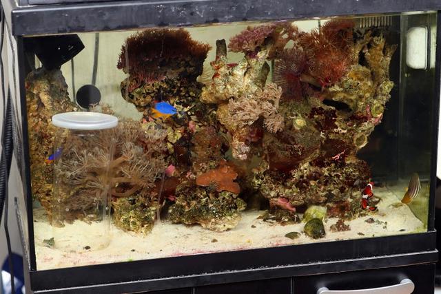 逃過一劫！魚缸驚現「陌生蝸牛」，男子上網一查    嚇出一身冷汗：幸虧沒動手