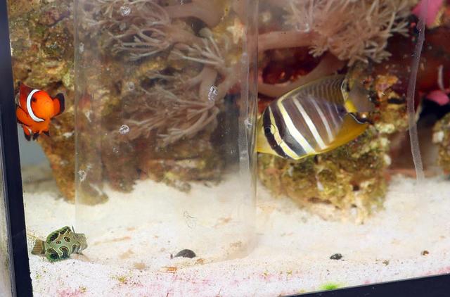 逃過一劫！魚缸驚現「陌生蝸牛」，男子上網一查    嚇出一身冷汗：幸虧沒動手
