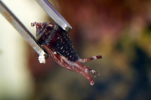 逃過一劫！魚缸驚現「陌生蝸牛」，男子上網一查    嚇出一身冷汗：幸虧沒動手