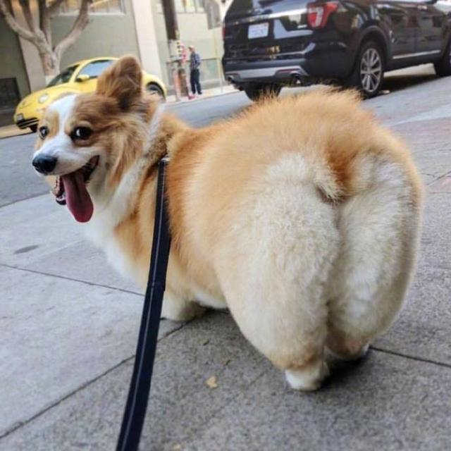 身材果然有「料」！45歲林志玲穿包臀裙藏不住凹凸感，「括弧臀」讓人沉迷：婚後太有韻味