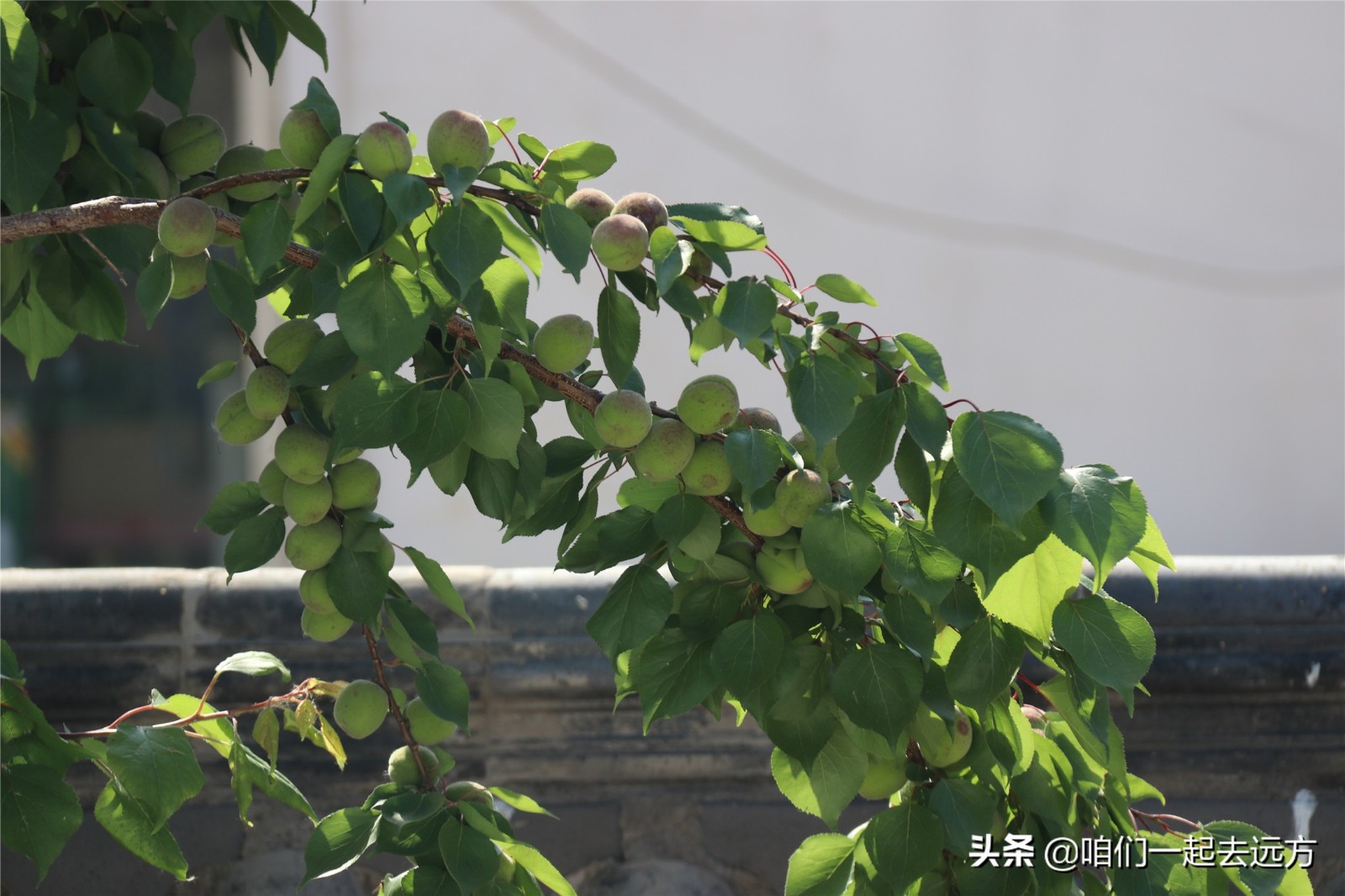 厭倦都市喧囂！夫妻「辭公務員回老家」打造田園小院　花草如蔭「自給自足不求人」享閒情雅緻