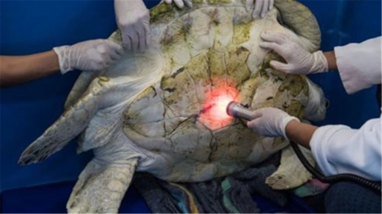 「活了35年的烏龜」在寺廟突然離去！切開肚子後嚇一跳「裡面都是值錢寶貝」，在場的人見了都沉默不語