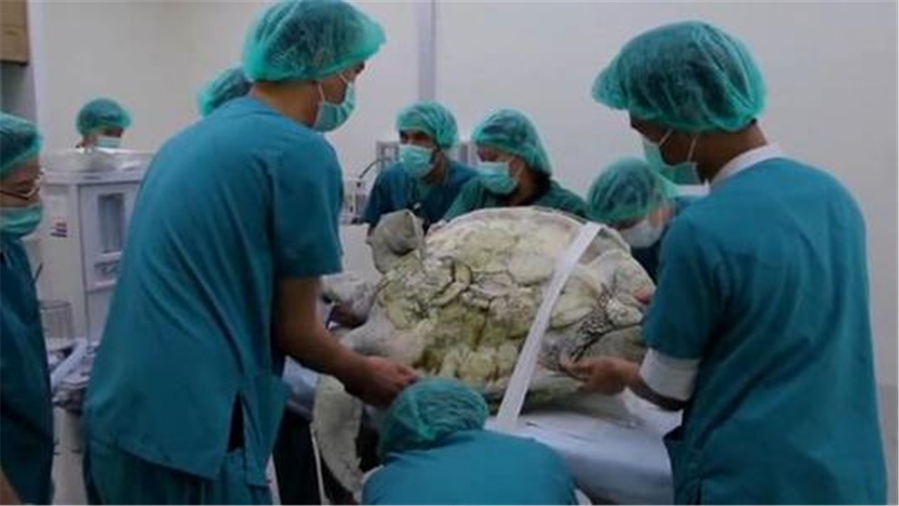 「活了35年的烏龜」在寺廟突然離去！切開肚子後嚇一跳「裡面都是值錢寶貝」，在場的人見了都沉默不語