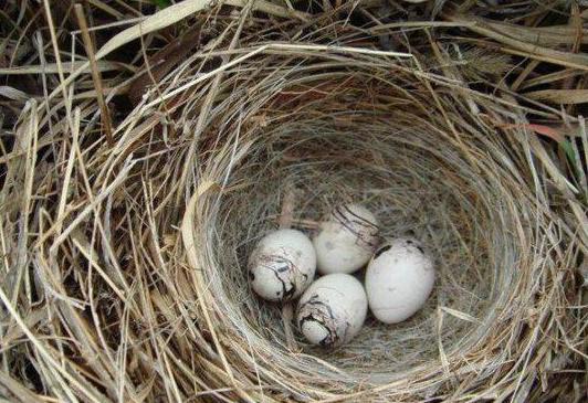 本想「掏鳥蛋」！國小生卻意外摸到了沉睡千年的國寶，專家：價值50億