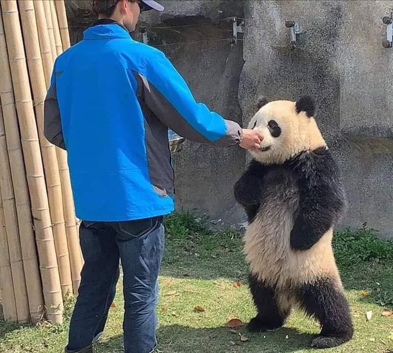 只是晚了一點放飯...熊貓大人「手插腰森77」：我的飯飯呢！