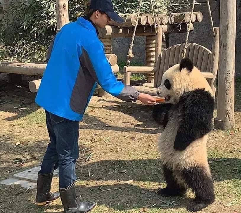 只是晚了一點放飯...熊貓大人「手插腰森77」：我的飯飯呢！