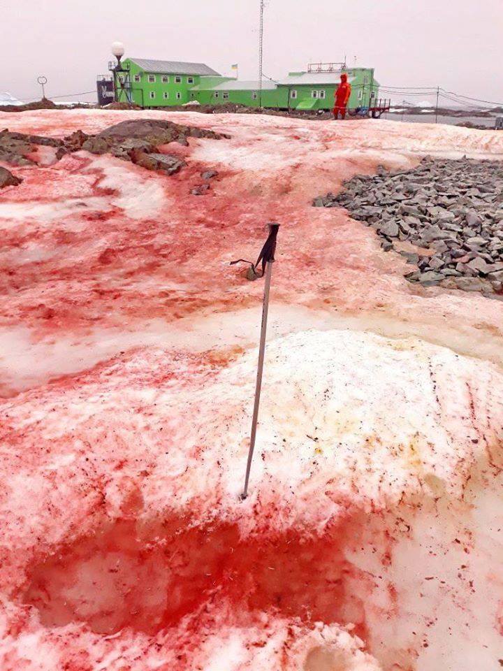 南極雪地「染成鮮紅一片」震撼全球！神秘現象瘋傳「科學家專業解密」網嘆：地球給人類的警告！