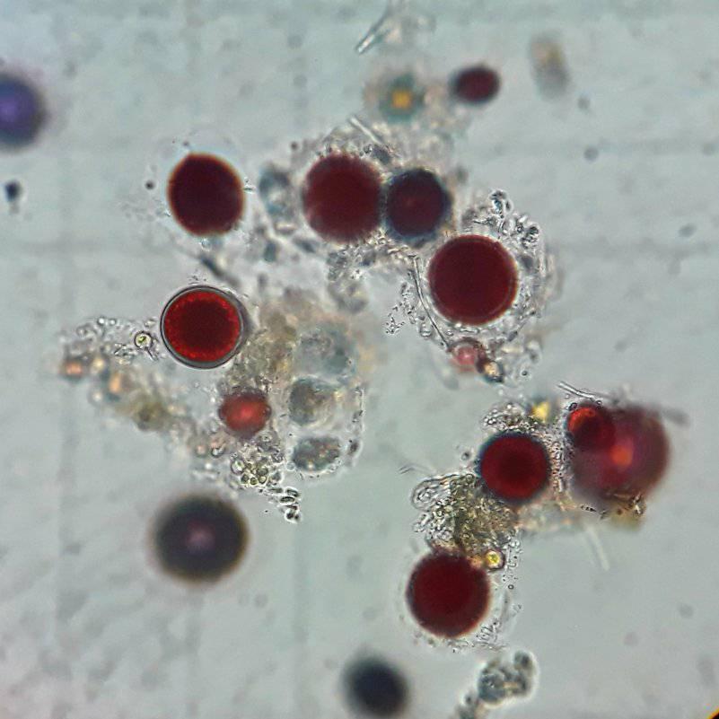 南極雪地「染成鮮紅一片」震撼全球！神秘現象瘋傳「科學家專業解密」網嘆：地球給人類的警告！