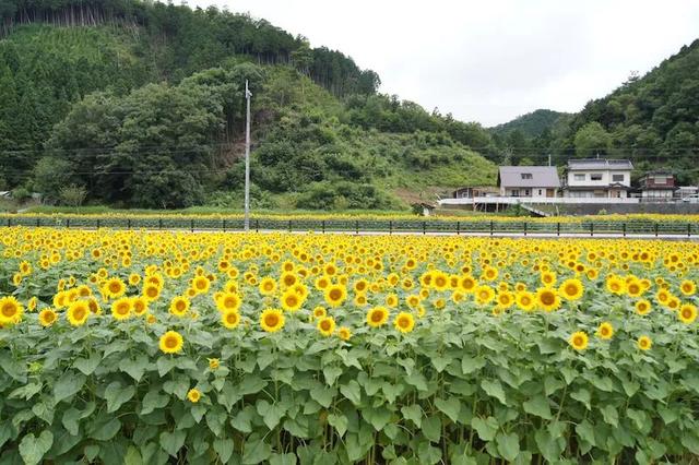 遠離塵囂！小夫妻辭工作「帶兒女返鄉」展開田園生活　孩子跟爺爺下田耕作「家住父母隔壁」徜徉大自然