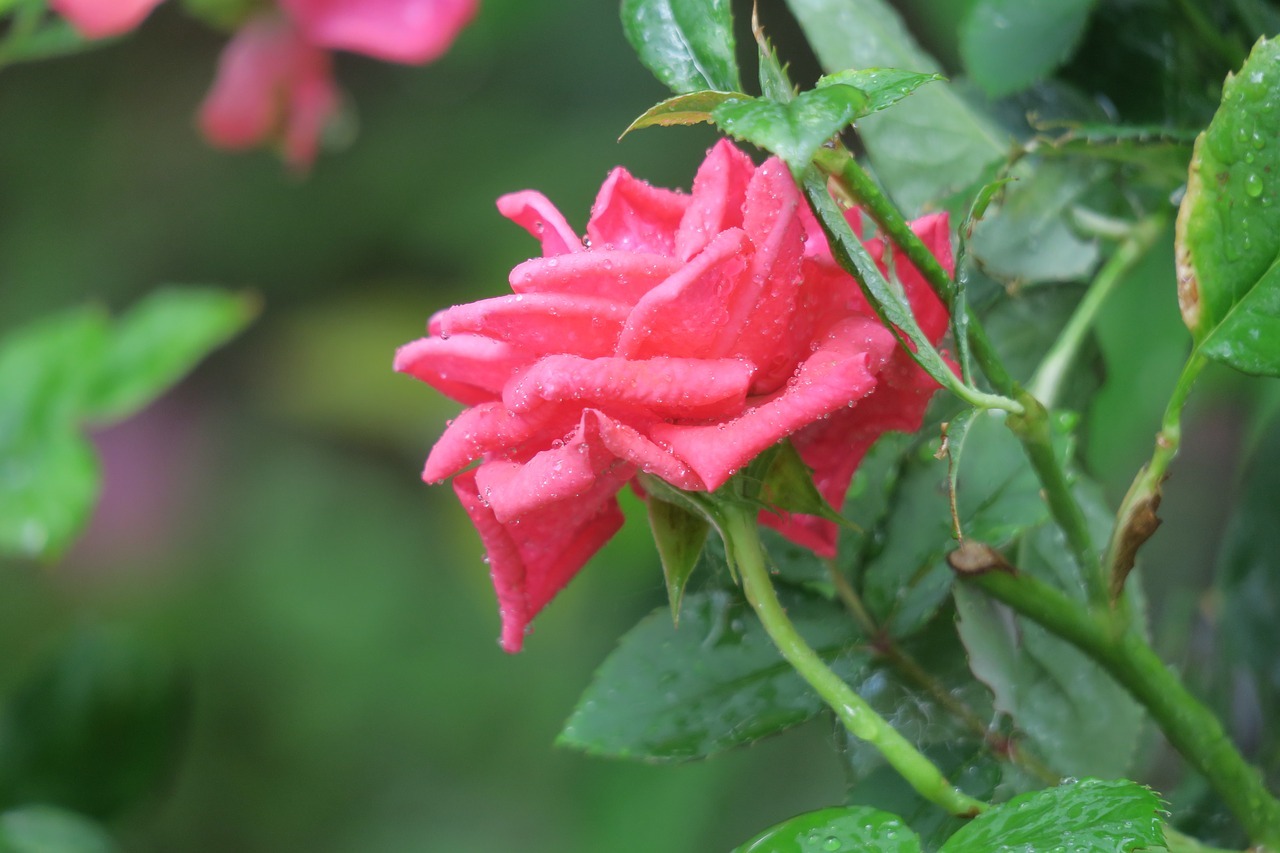 老婆是你的恩人，男人請珍惜！