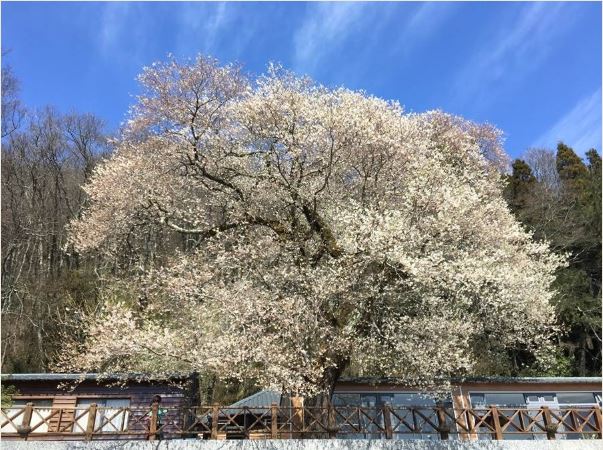 霧社櫻王盛開！純白花瓣紛飛如「三月飄雪」絕美風華再現　把握未來2週「最美花期」錯過再等一年