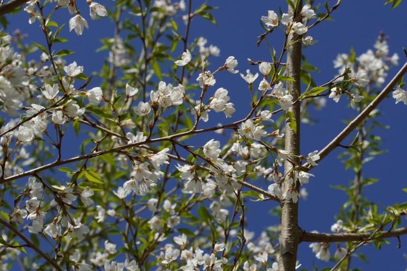 霧社櫻王盛開！純白花瓣紛飛如「三月飄雪」絕美風華再現　把握未來2週「最美花期」錯過再等一年
