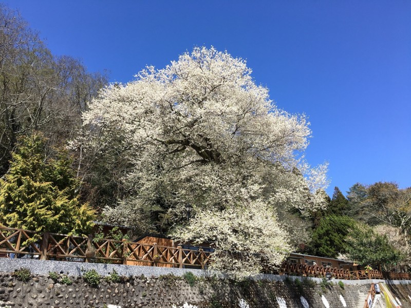 霧社櫻王盛開！純白花瓣紛飛如「三月飄雪」絕美風華再現　把握未來2週「最美花期」錯過再等一年