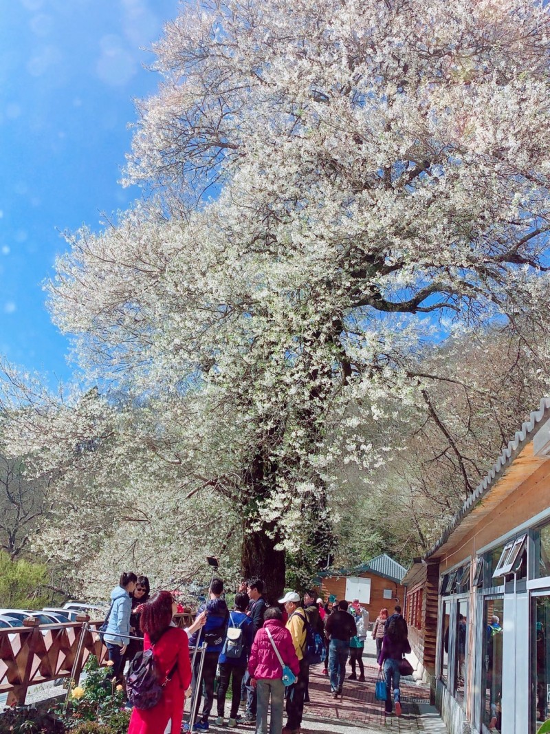 霧社櫻王盛開！純白花瓣紛飛如「三月飄雪」絕美風華再現　把握未來2週「最美花期」錯過再等一年