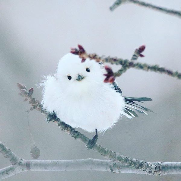 以為雪球變的！白肚小鳥激似「飛起來的大福」　一轉背面全網驚豔：像水墨畫一樣～