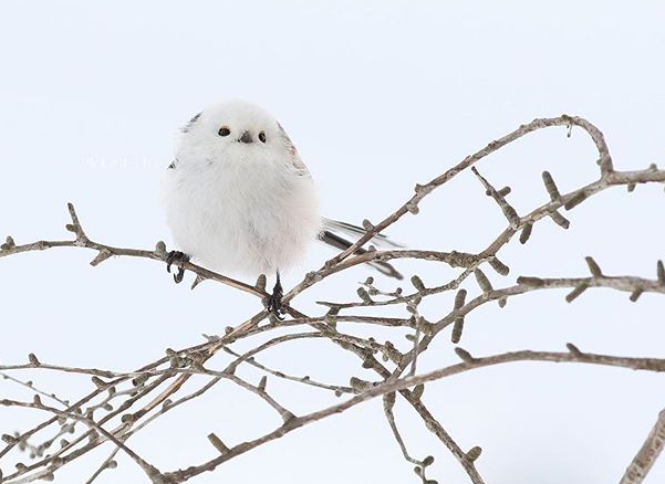 以為雪球變的！白肚小鳥激似「飛起來的大福」　一轉背面全網驚豔：像水墨畫一樣～