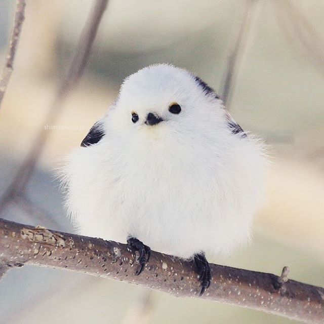 以為雪球變的！白肚小鳥激似「飛起來的大福」　一轉背面全網驚豔：像水墨畫一樣～