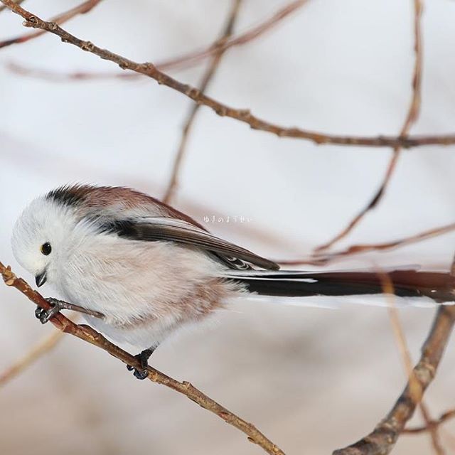 以為雪球變的！白肚小鳥激似「飛起來的大福」　一轉背面全網驚豔：像水墨畫一樣～
